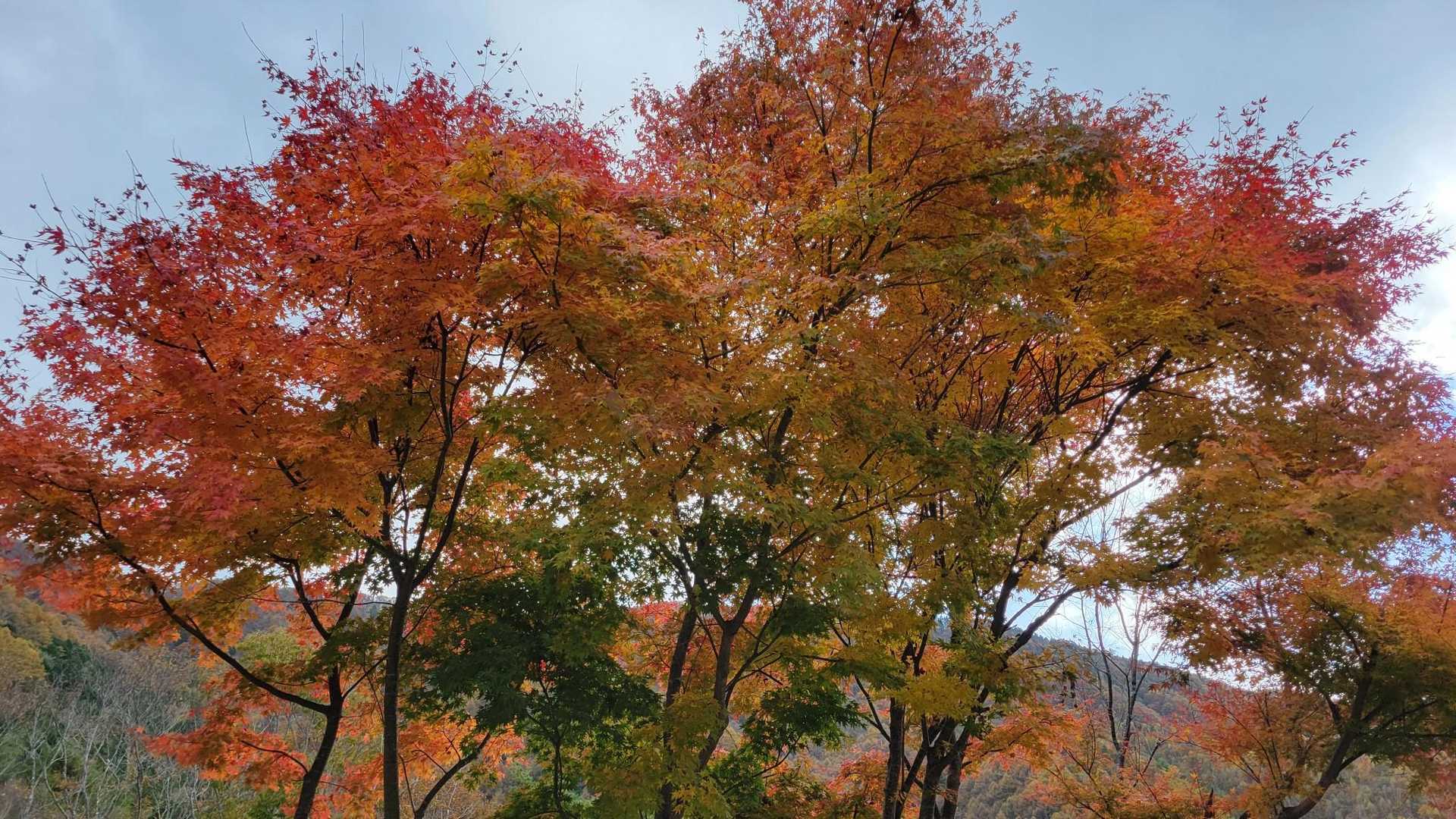 カフェ裏の紅葉も素晴らしかったです🍁
釈迦ヶ岳大好きだぁ💕
