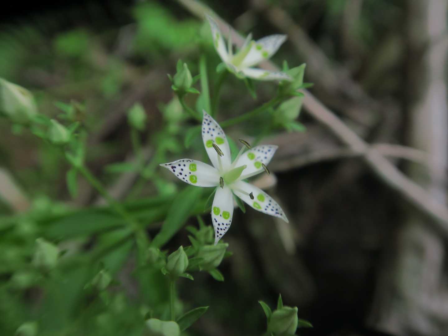 咲き始めのアケボノソウ


