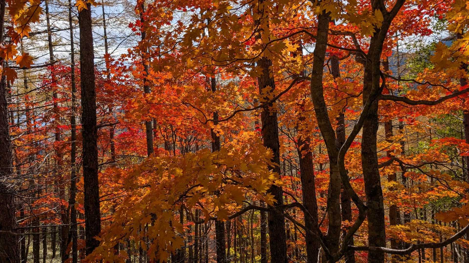 🍁🍁🍁