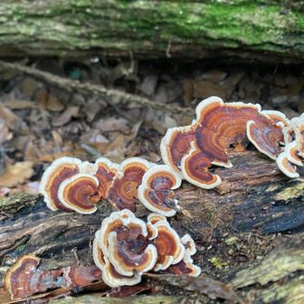 木の子が活発になってきました🍄🍄🍄🐒