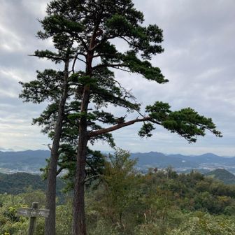 本日の夫婦松✨