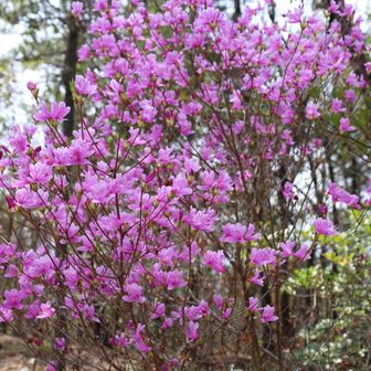 ミツバツツジが満開