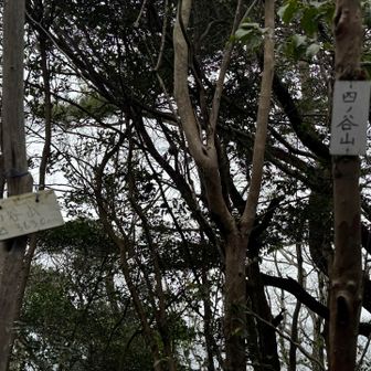 紀泉アルプス・飯盛山・ボンデン山 着いた！四ノ谷山⛰️
眺望は…無し