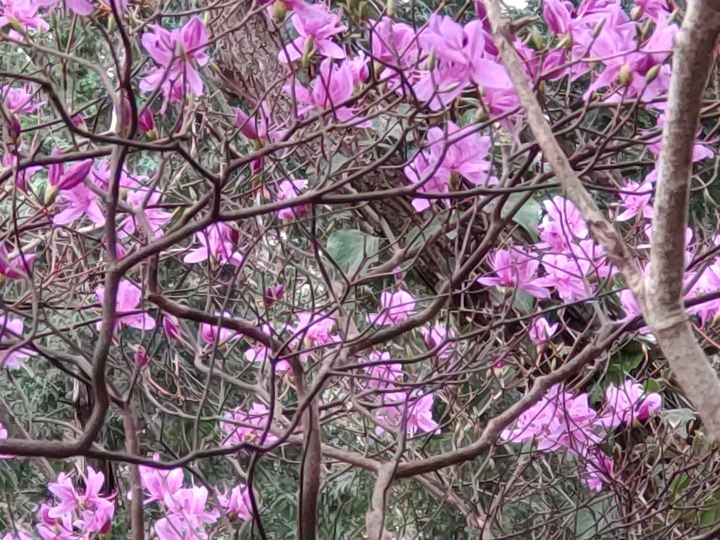ツツジ❀満開