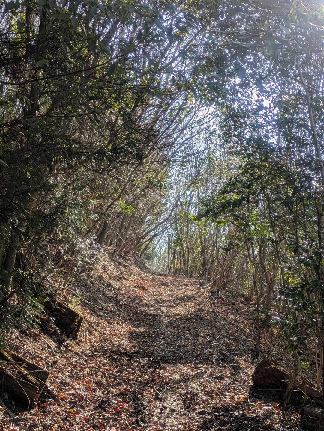 木のトンネル🌳いい感じ✌️