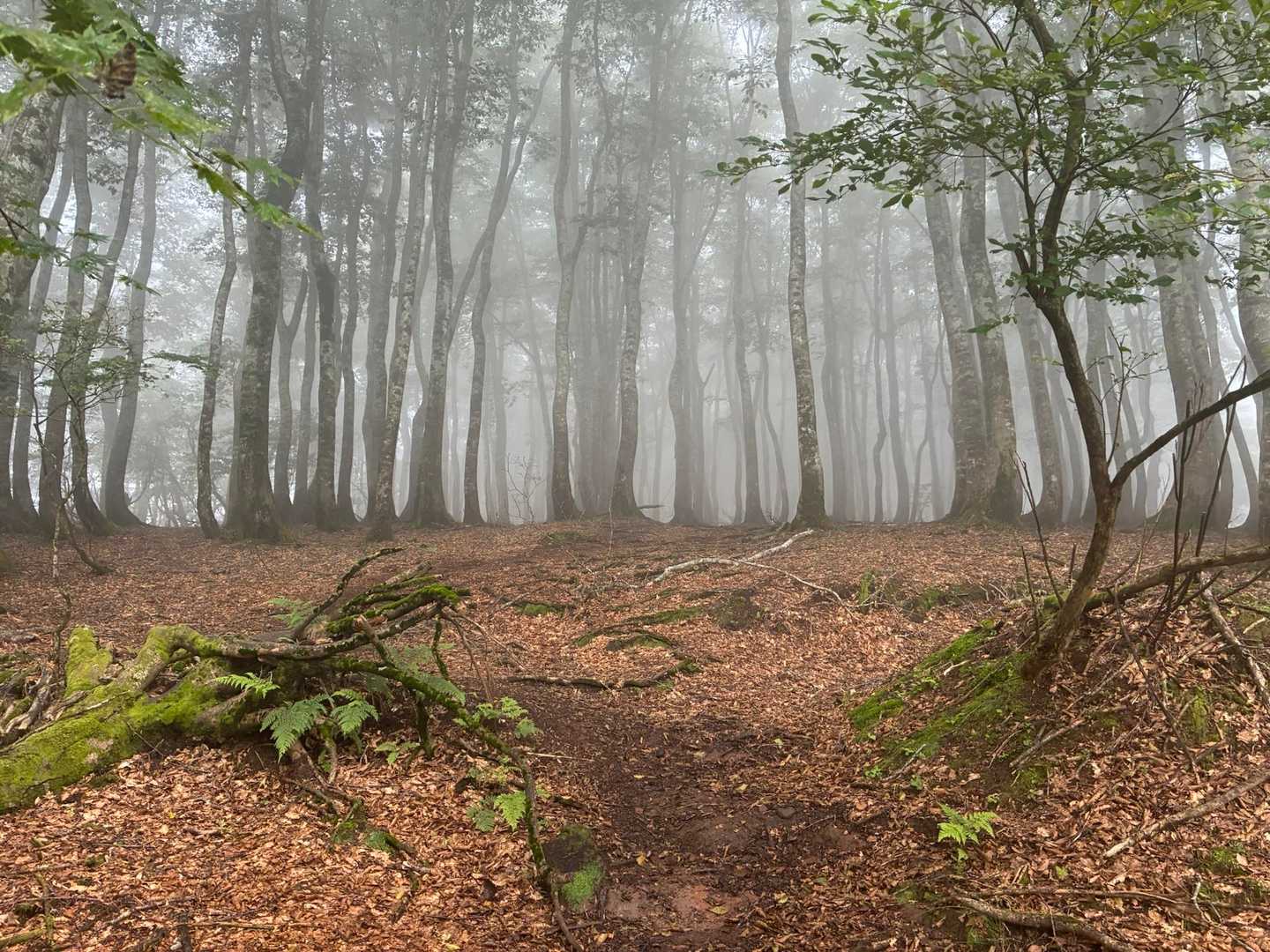河合谷コース登山口-小ズッコ-大ズッコ-扇ノ山 往復コースの写真