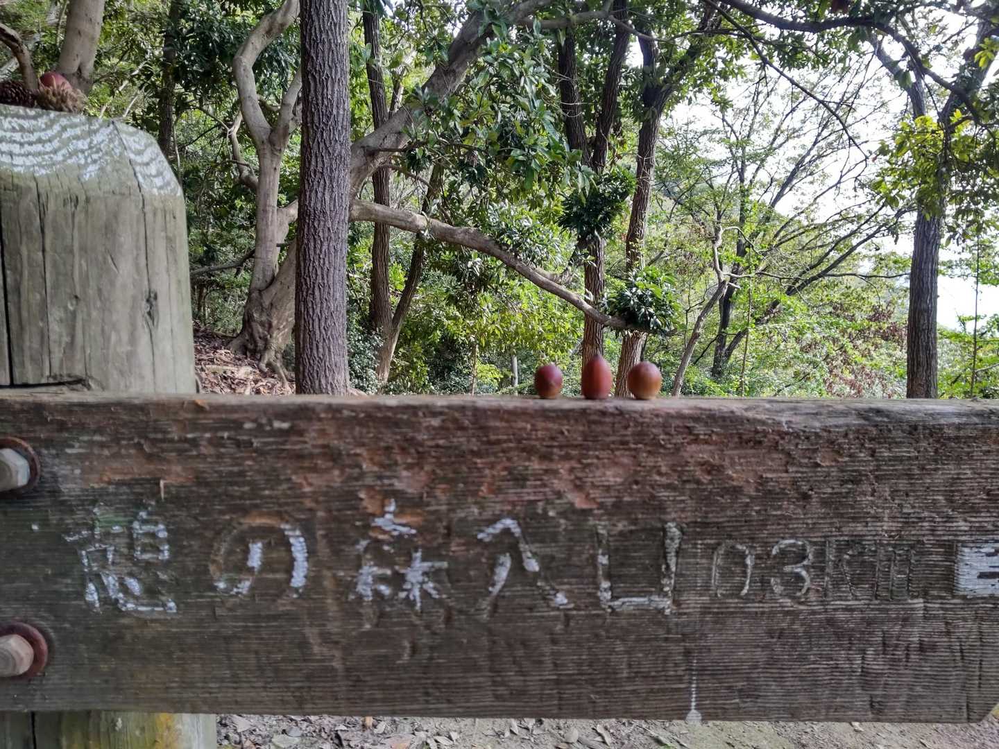 どんぐり三兄弟
