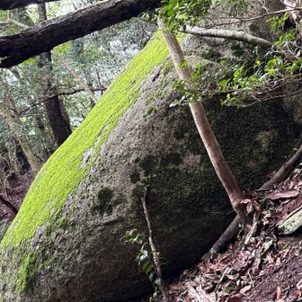 岩の苔がー