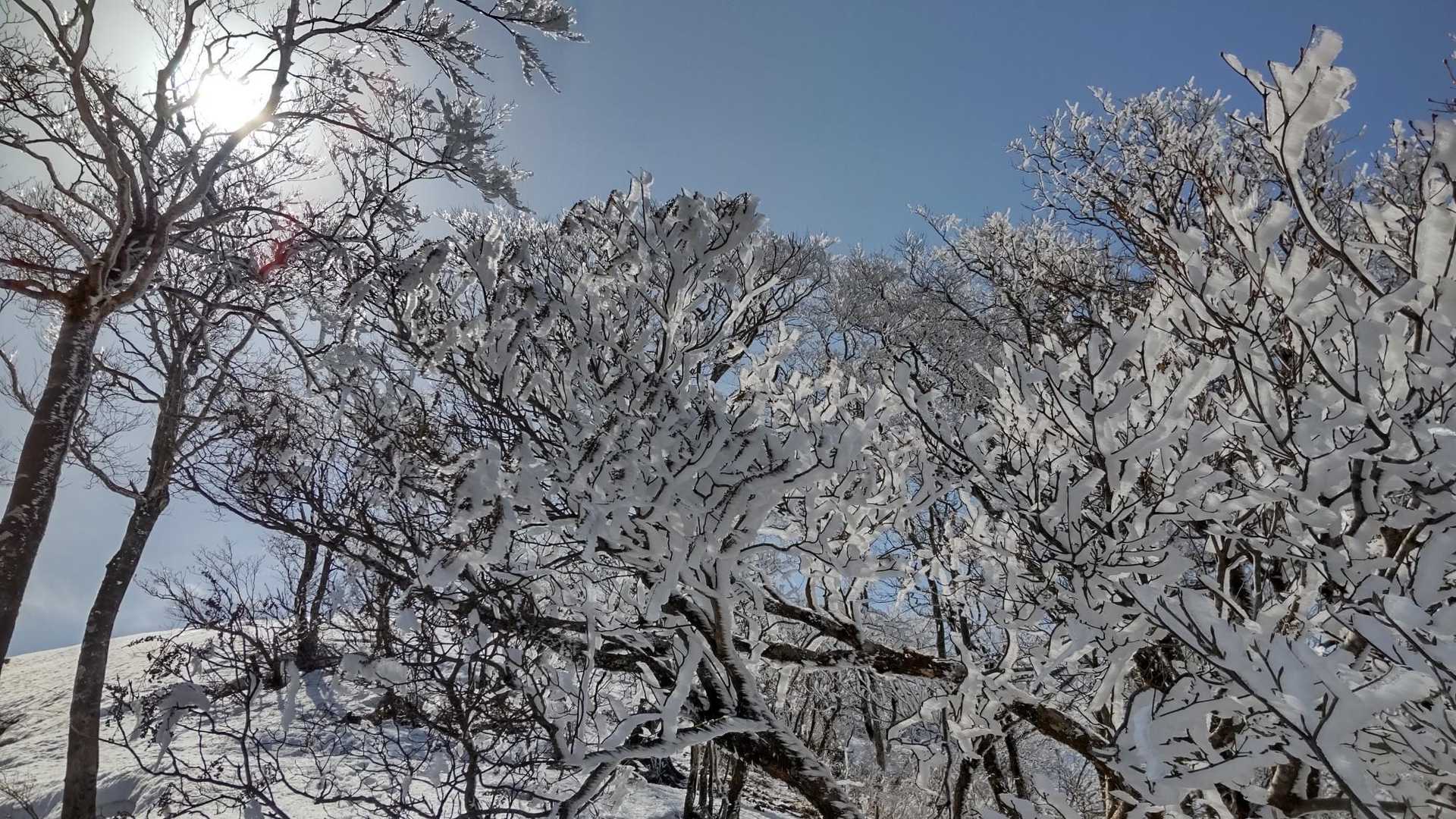 風が強くて桜みたいにパラパラ散っていくー！切なーい✨🥹✨。