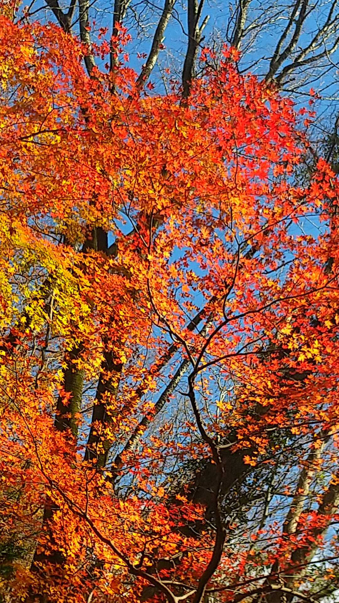 紅葉🍁