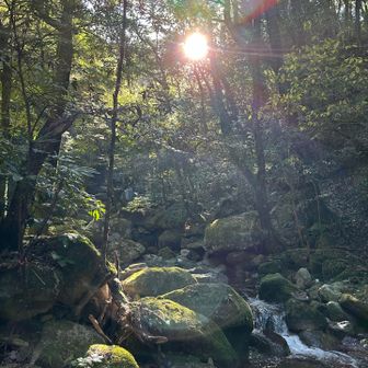 つい魚を探す渡河