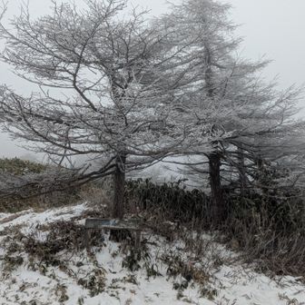 南沢山の木には小さい霧氷のみ