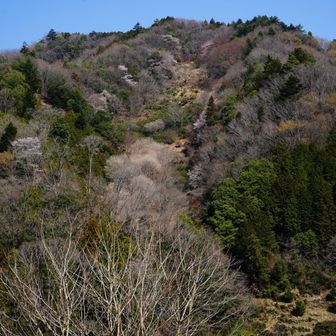 登山口の写真が保存されてませんでした😰
（ソニーのカメラアプリは画質は良いけど温度が上がると画像が保存されなかったり　落ちたり・・・
Open Cameraは画質は負けるけどトラブル皆無なので大事な写真はこちらで撮ることに）
反対側の山腹に桜が
