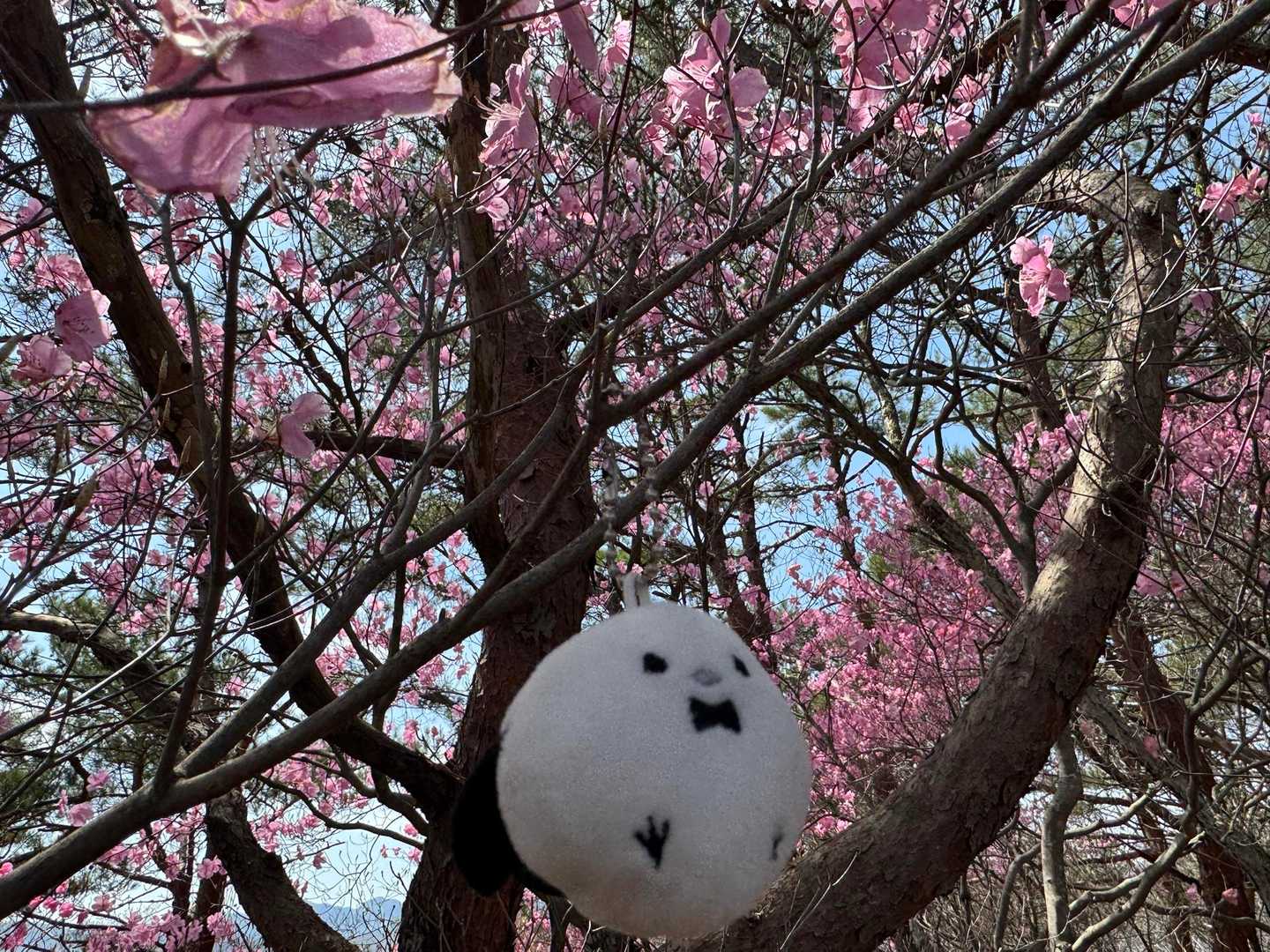 シマエナガ発見😁
