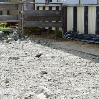一ノ越でやっと食欲が少し出てきたのでバナナを食べていると、イソヒヨドリらしきものが何かを期待して寄ってきました。