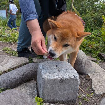 🐶パクッ
👩‍🦱あっ！食われた！