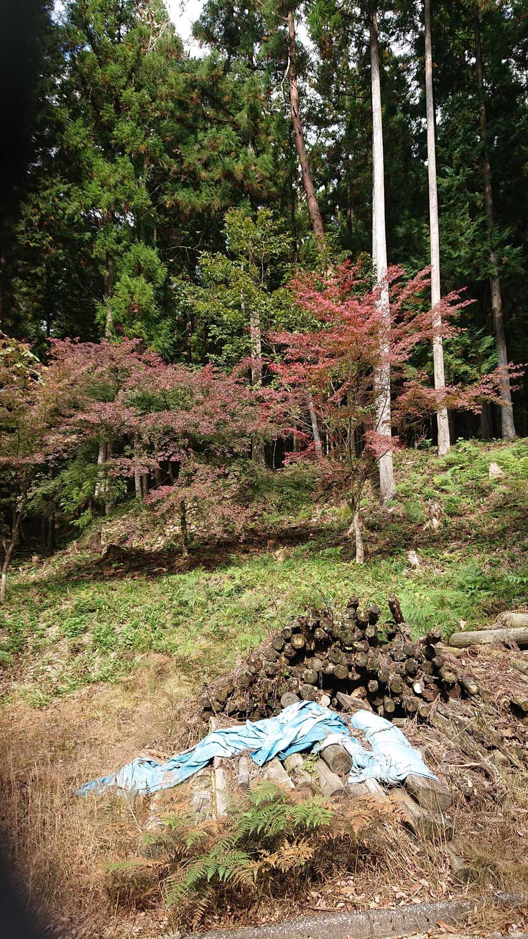 みのこし峠-錦ヶ岳 往復コースの写真