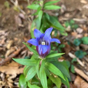 まだリンドウが残ってたよ。