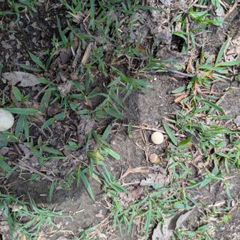 オニフスベかな？
面白いキノコ🍄
オニにしては小さいね
割ってみるとギンナンみたいに薄黄色