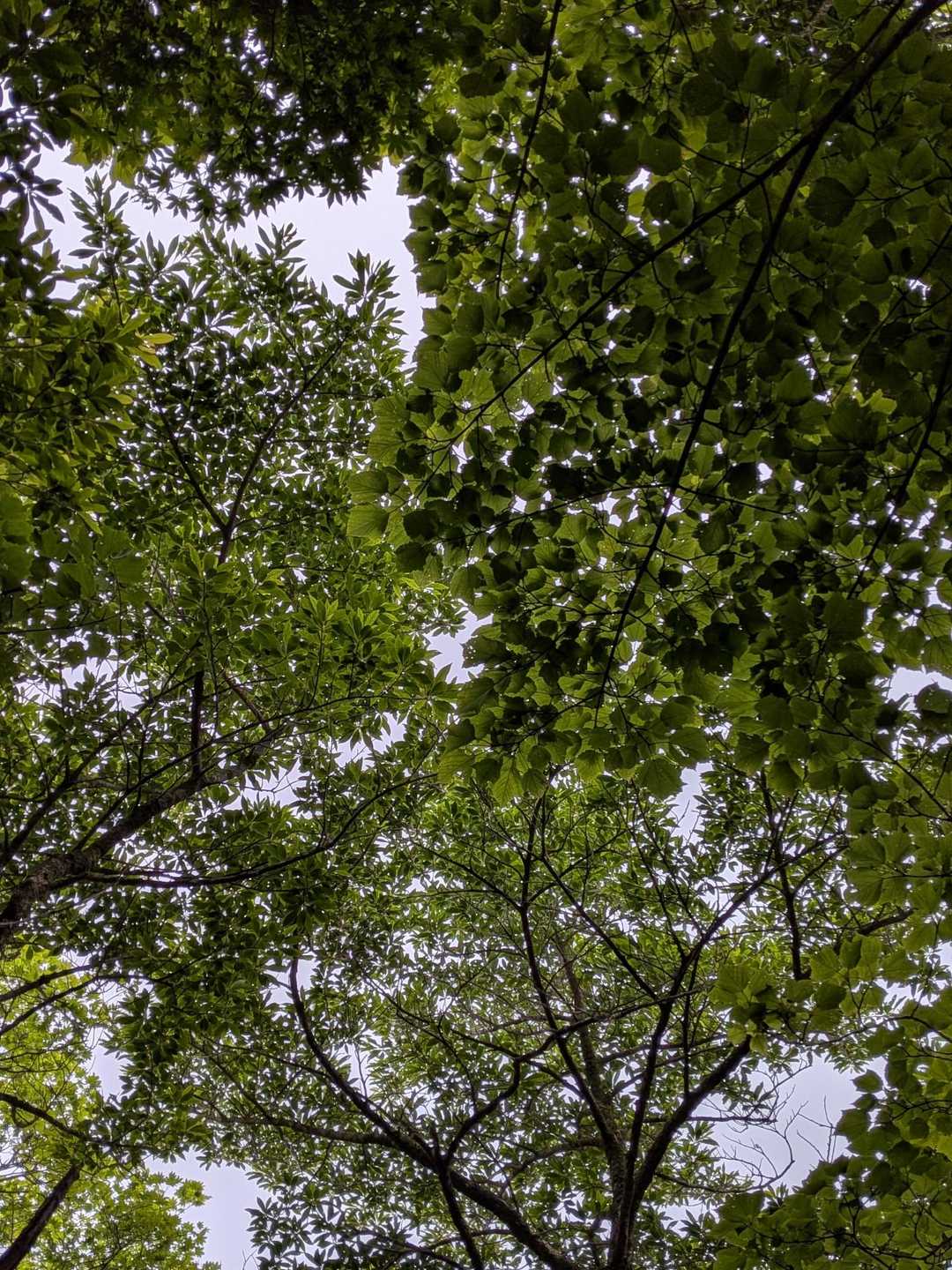 雨が降ってきました
最初はシトシトな感じ、でも10分後には土砂降り〜🌧️
登山道は小川と化しました