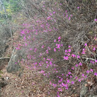 みつばつつじ？