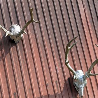 🅿️までもう少し
民家の壁に鹿の角🫎