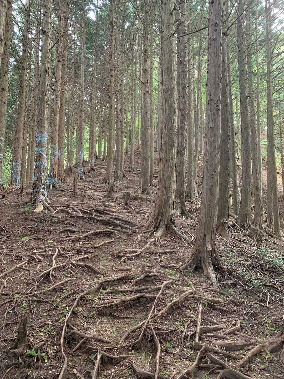 かもしか高原を過ぎたらまたまた壮絶な急坂登り。ただ足場がよくてそれほどキツくはありません。