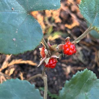 フユイチゴ、爽やかな甘さ。