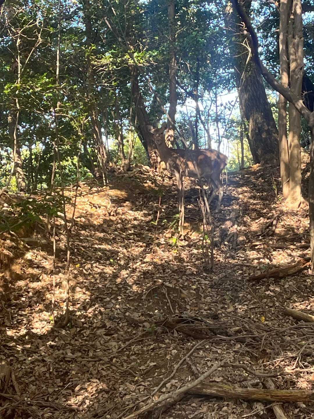 大人の鹿さん🦌