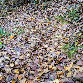 ウェット赤土＋濡れ落ち葉🍂＋激下り、コケない様に〜