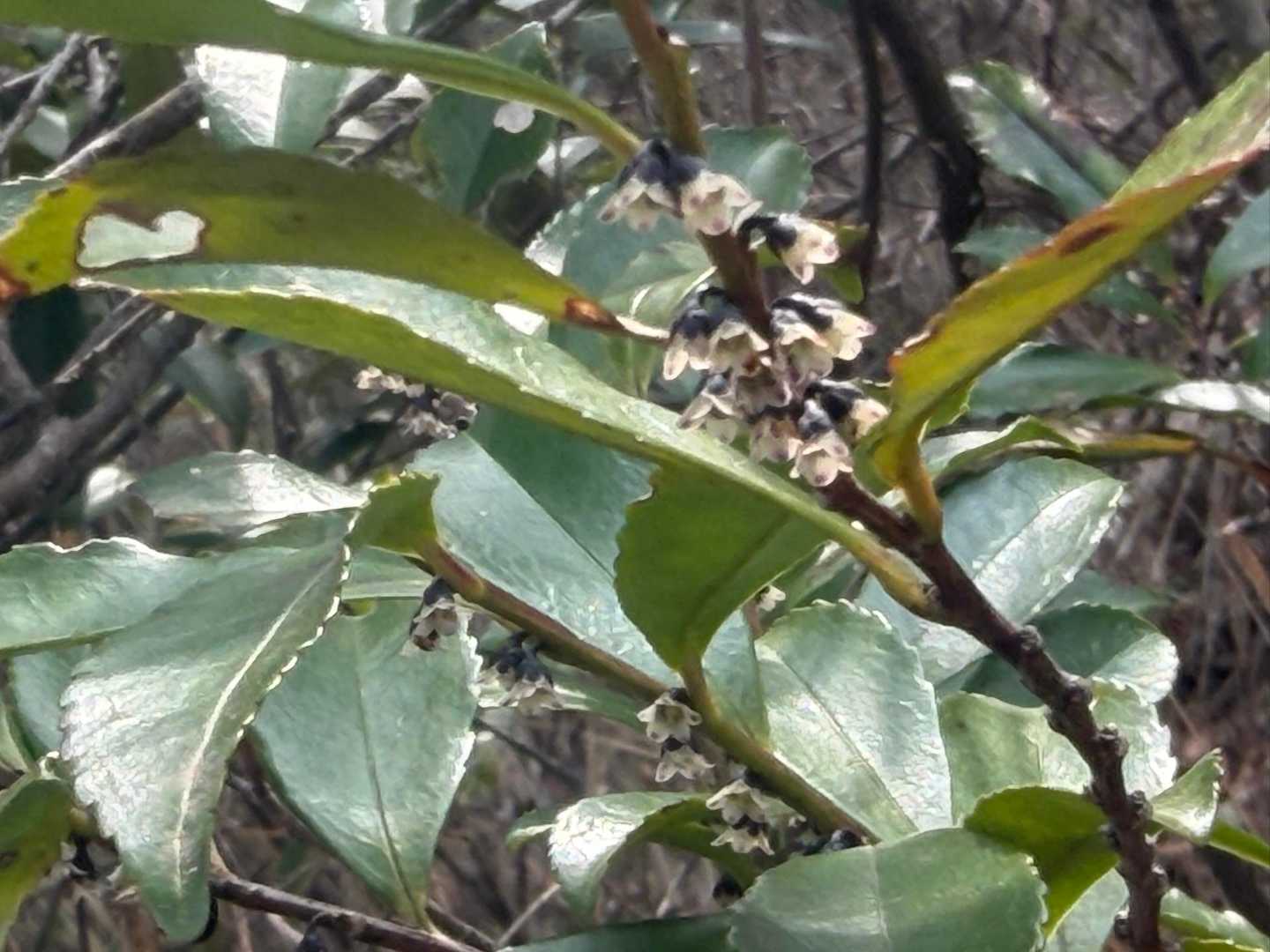 何のお花かな☺️
ヒサカキらしい🧐