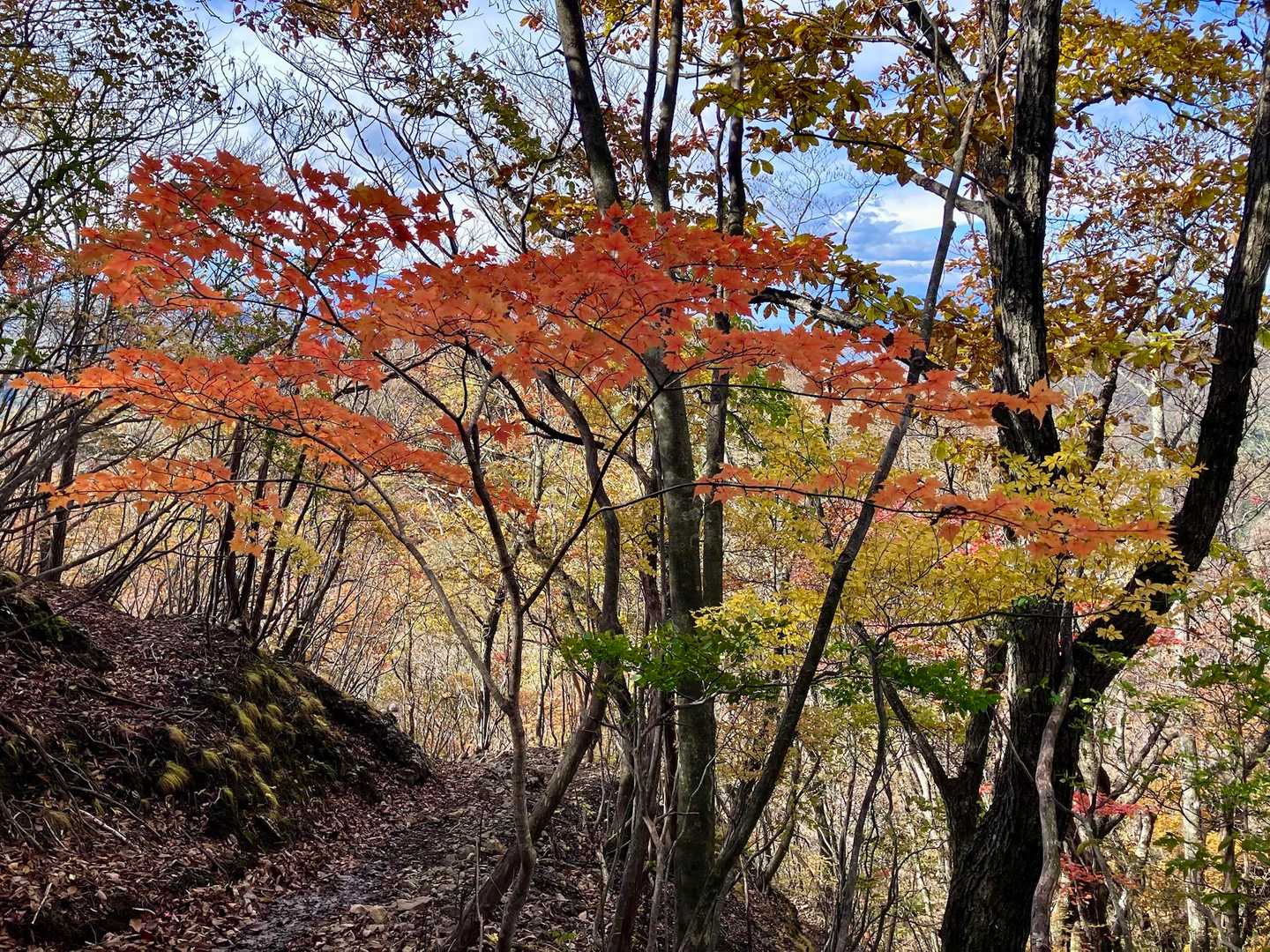 🍁