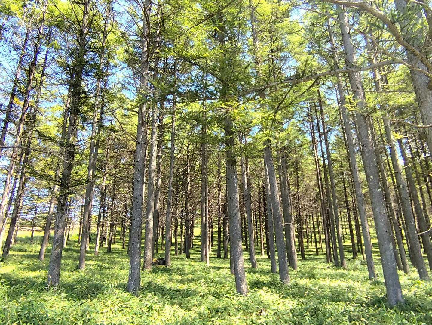 素敵な樹林帯