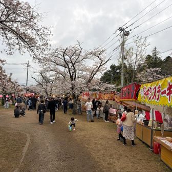 中央公園の桜祭り