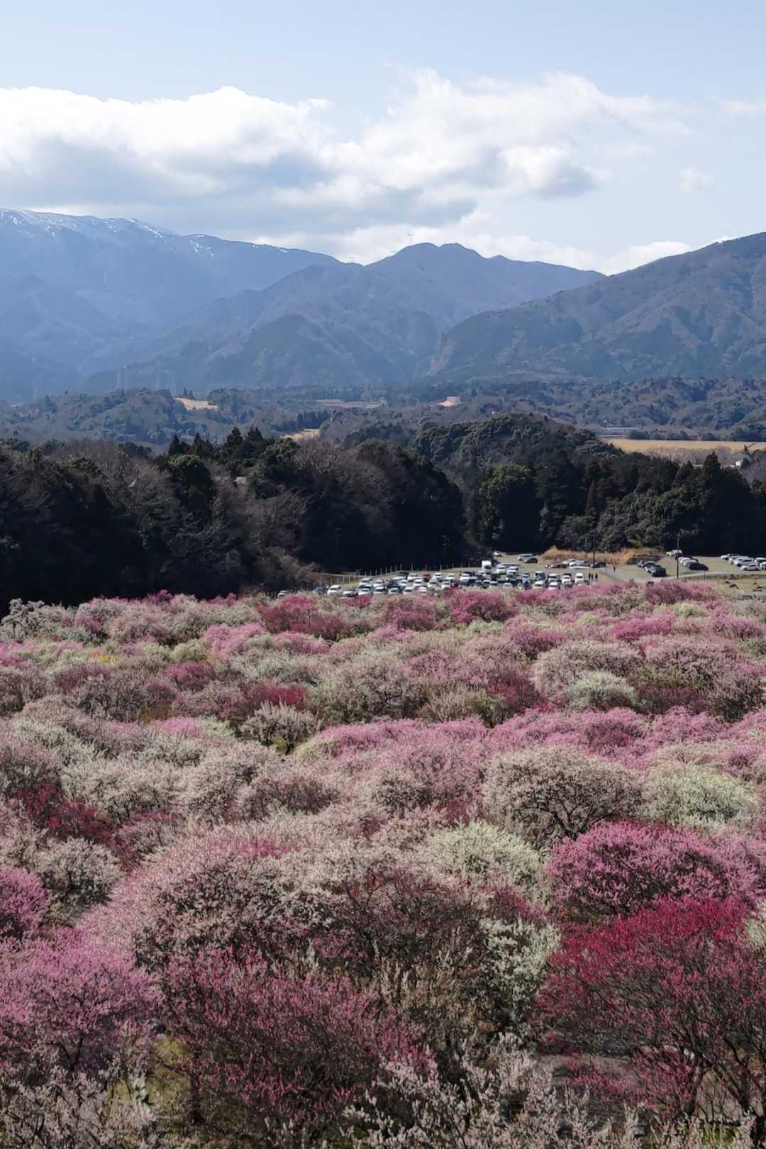 cocataのウォーキングデータ | YAMAP / ヤマップ