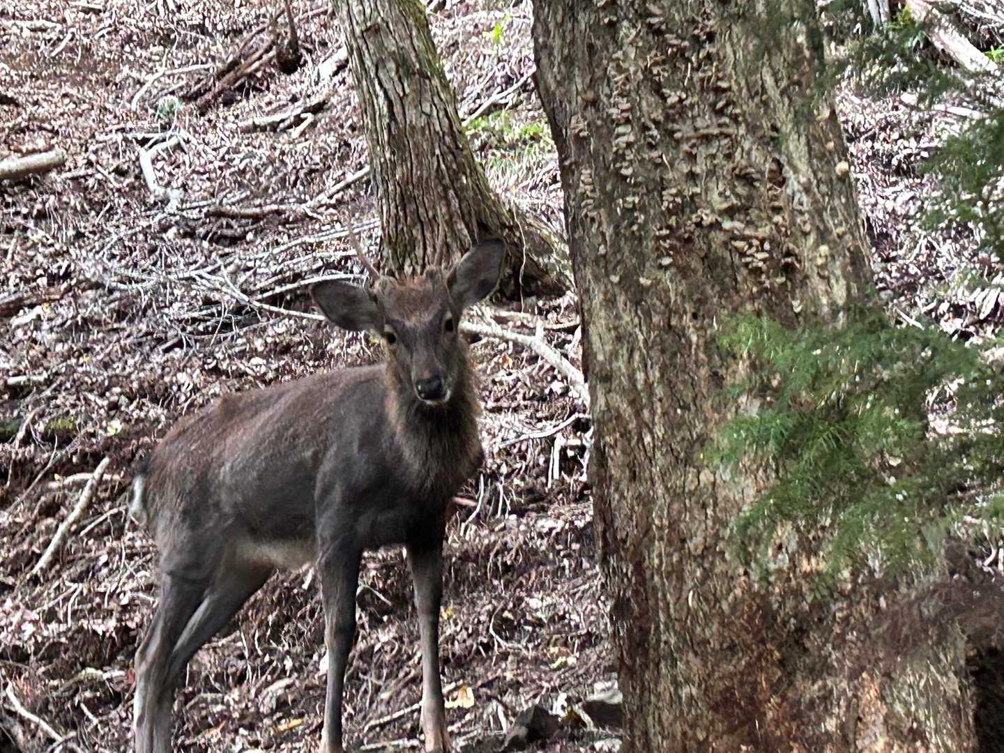 動物に遭遇。カモシカと周りの方が言っていた。確かにそんな気もするが、鹿の気もする。