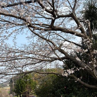 桜が咲き始めてますねー