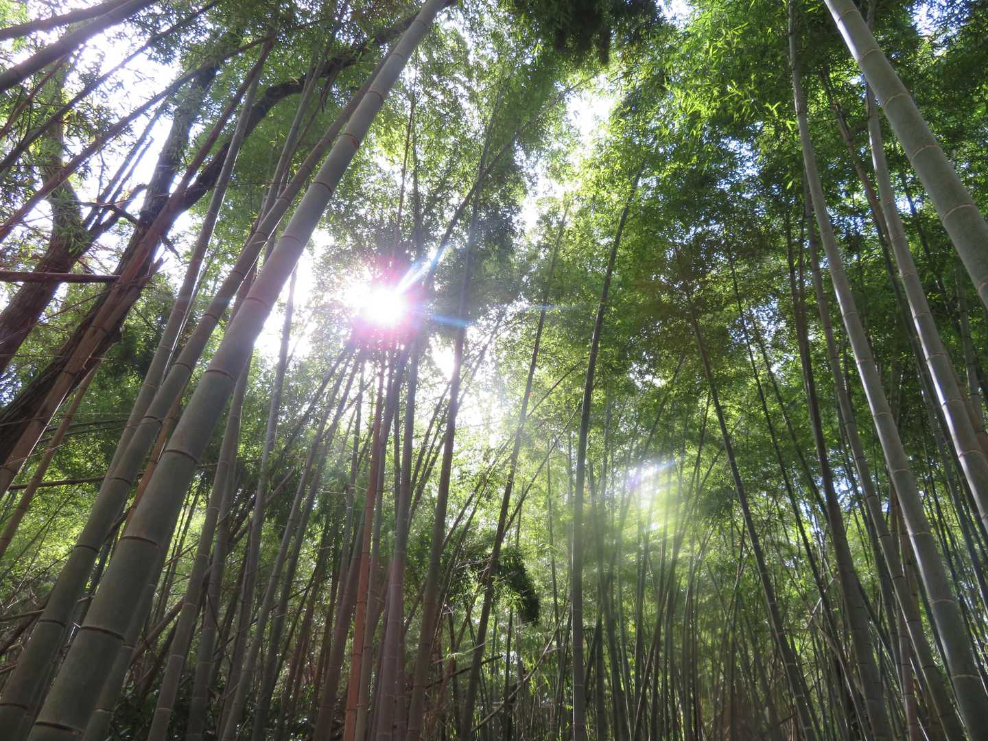 相模湖駅-嵐山-鼠坂バス停 縦走コースの写真