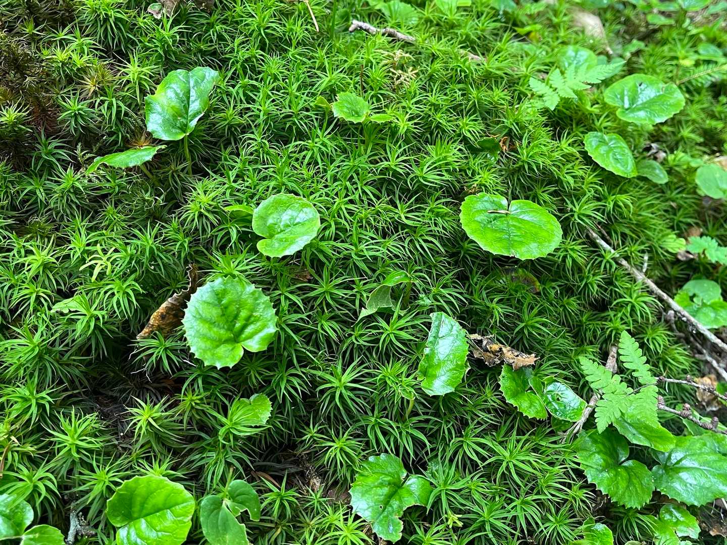 篭ノ登山-西篭ノ登山-池ノ平湿原入口-鏡池-三方ヶ峰-見晴 縦走コースの写真