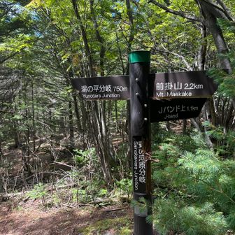 下山は早いもので賽の河原分岐までおりて来ました。
写真撮るのも少なめになってしまいましたが😅