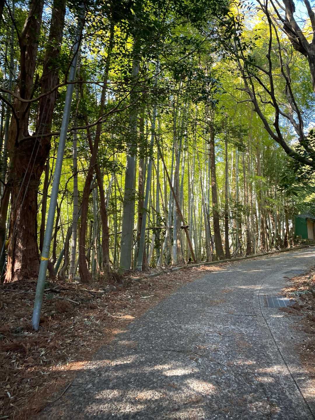 樹林帯に突入しました🫡
でも足元はまだコンクリート舗装路です😅