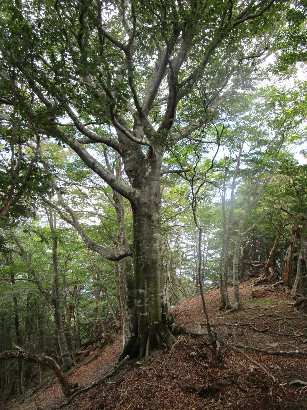 この尾根上で一番趣のある大木
木肌に両手をあててパワーをもらい