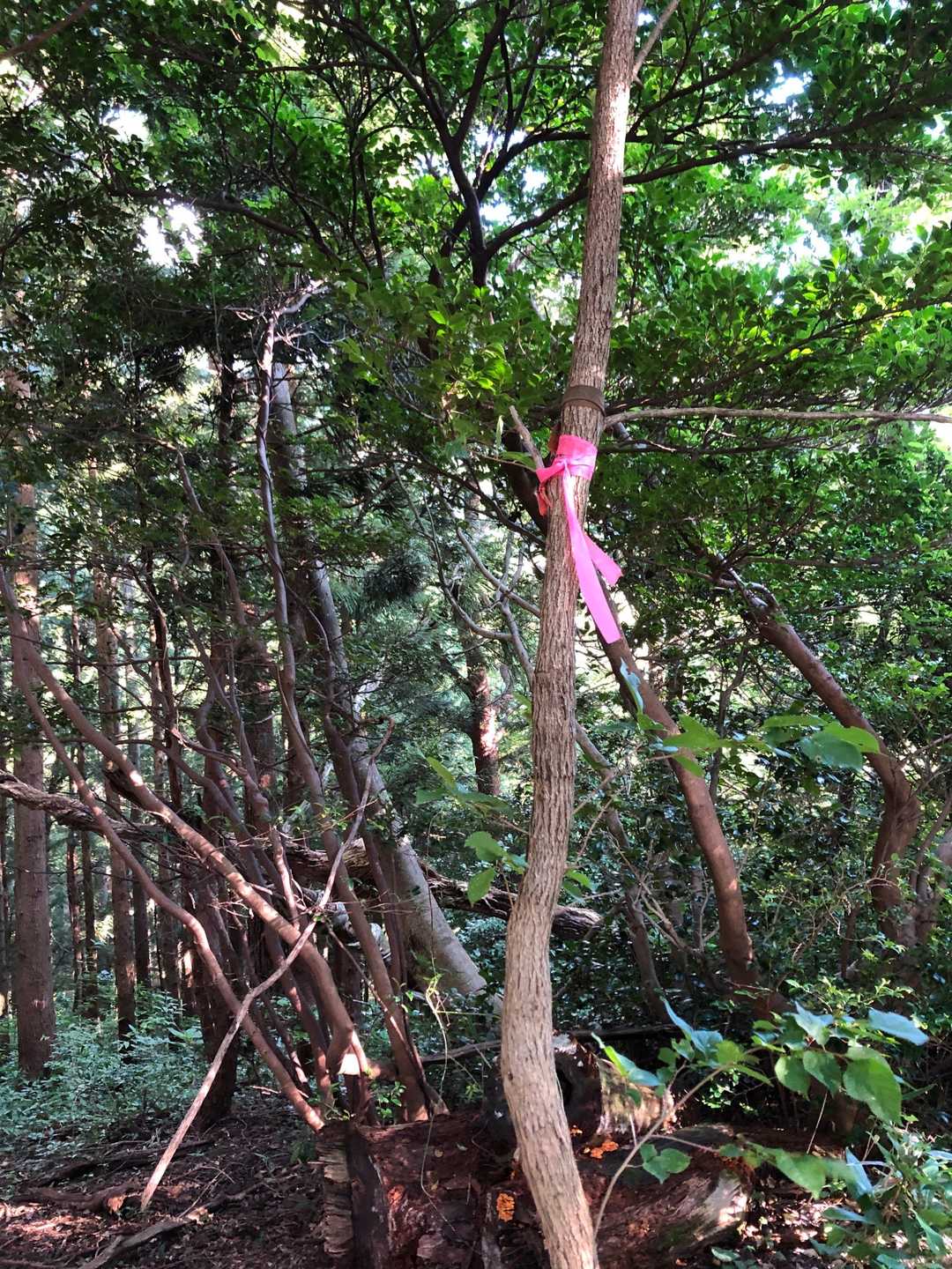 丸山の山頂