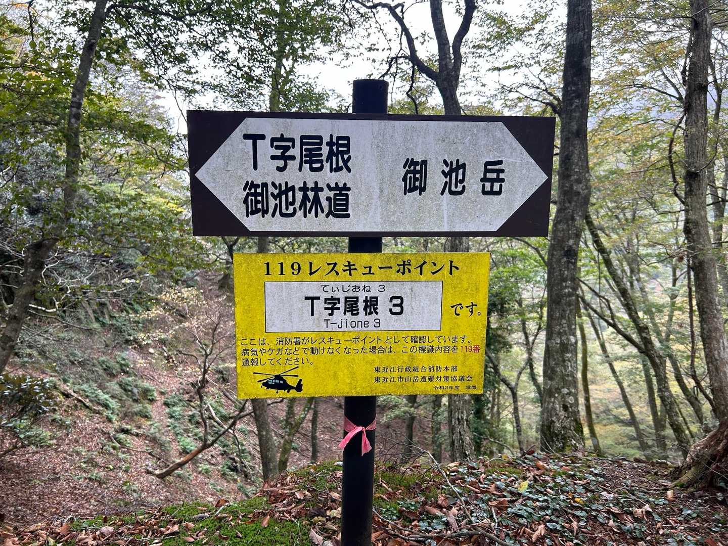 初めて歩くT字尾根🚶‍♀️
