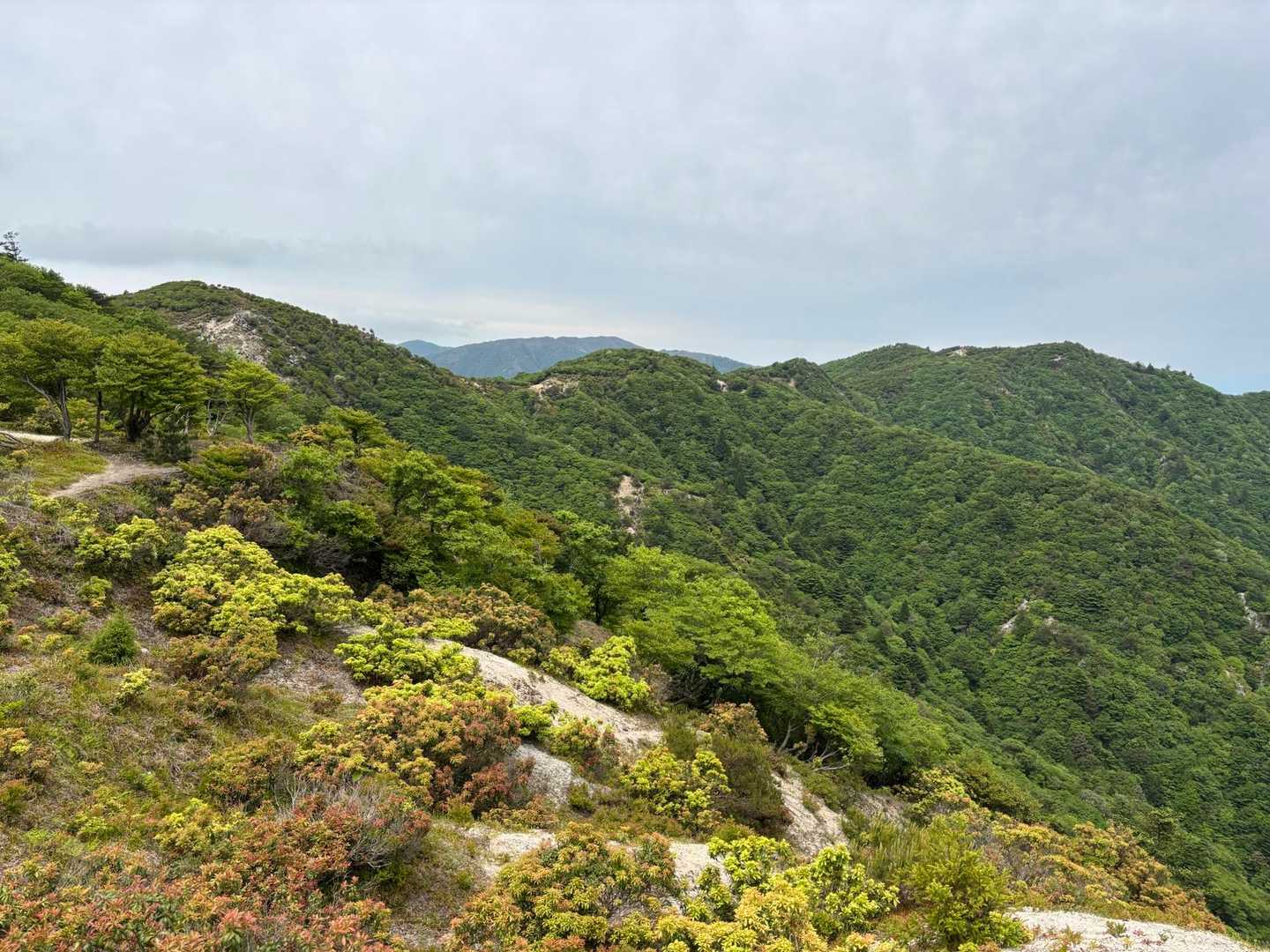 シロヤシロの時期に歩きたかった県境稜線
いつか石榑峠から、と歩けた事に達成感