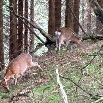 逃げない🦌