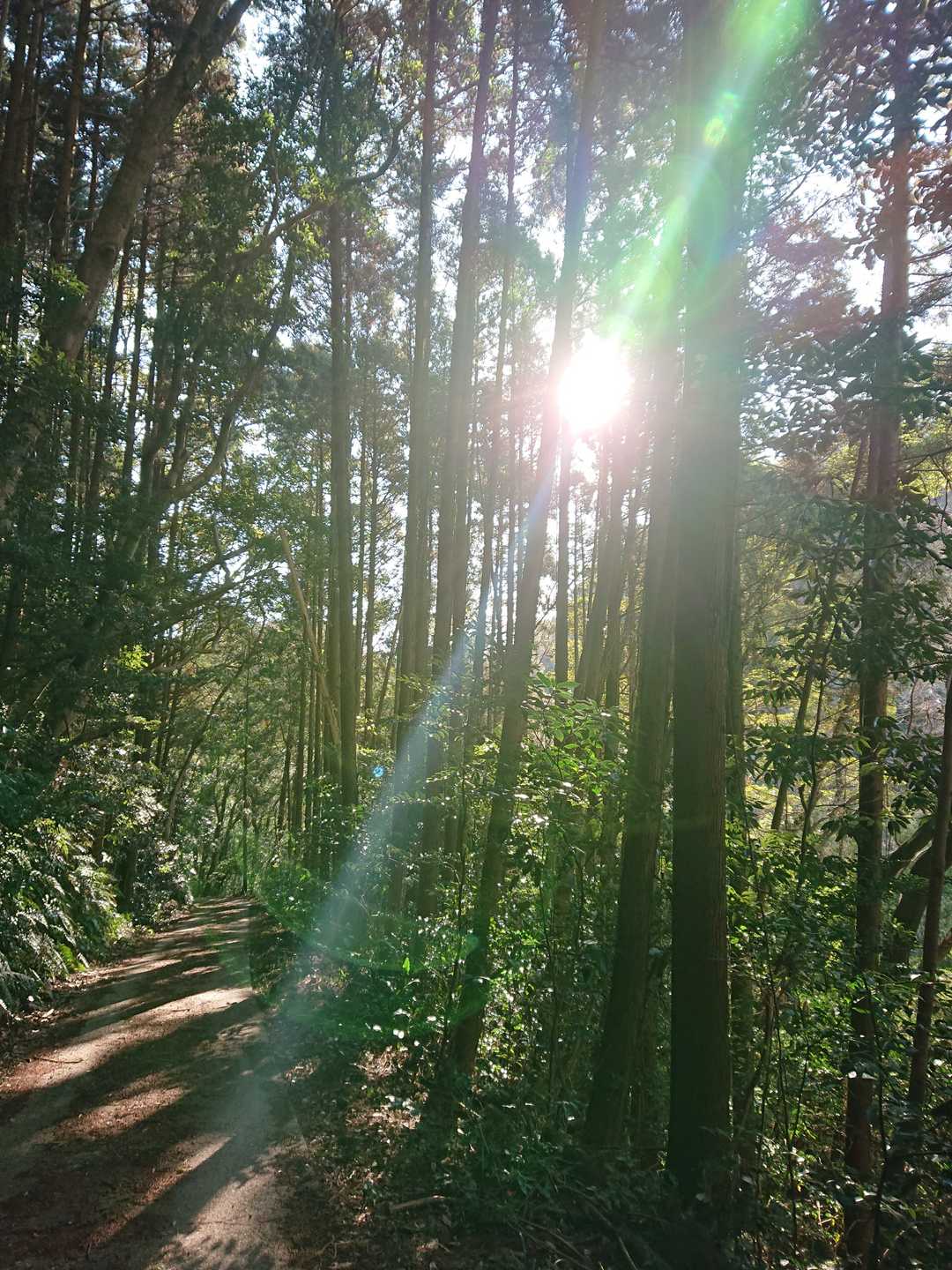 宮田登山口-六ヶ岳 往復コースの写真