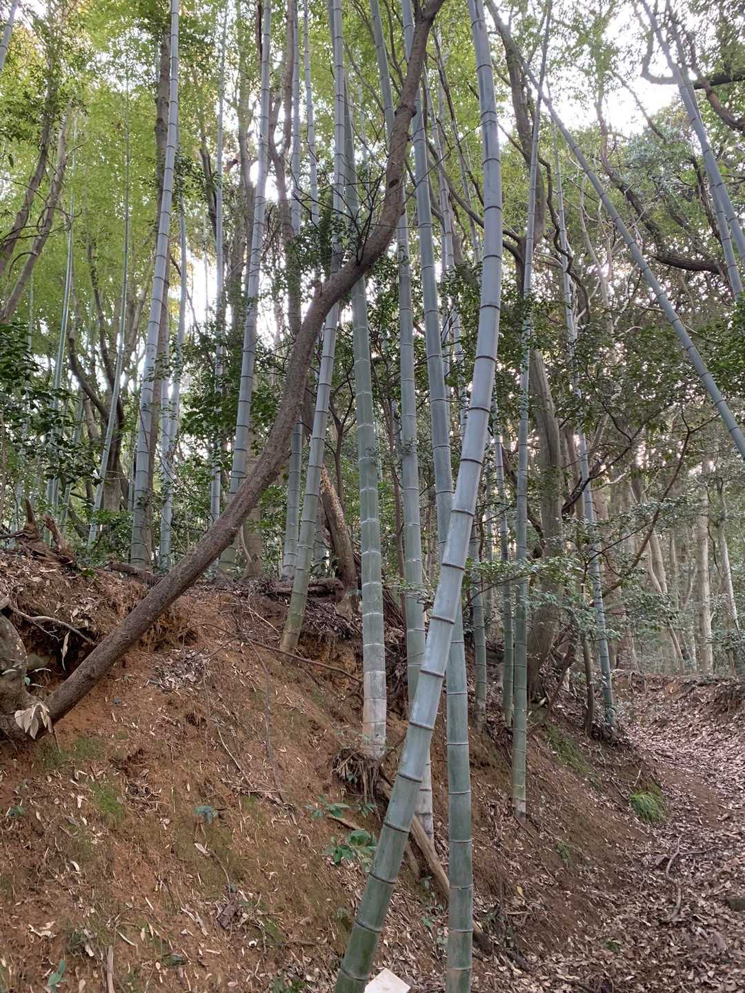 出雲金刀比羅宮-京羅木山 周回コースの写真