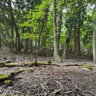 鹿🦌だっ！　急いで写すも木と重なって写らず💦