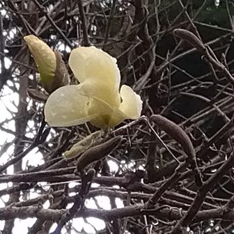 あるあるコブシの花ですね。